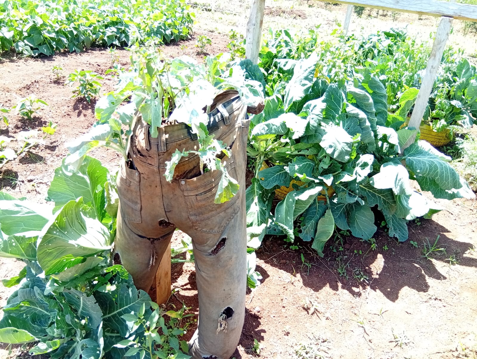 WhatsApp Image 2025-07-24 at 10.11.47 PM