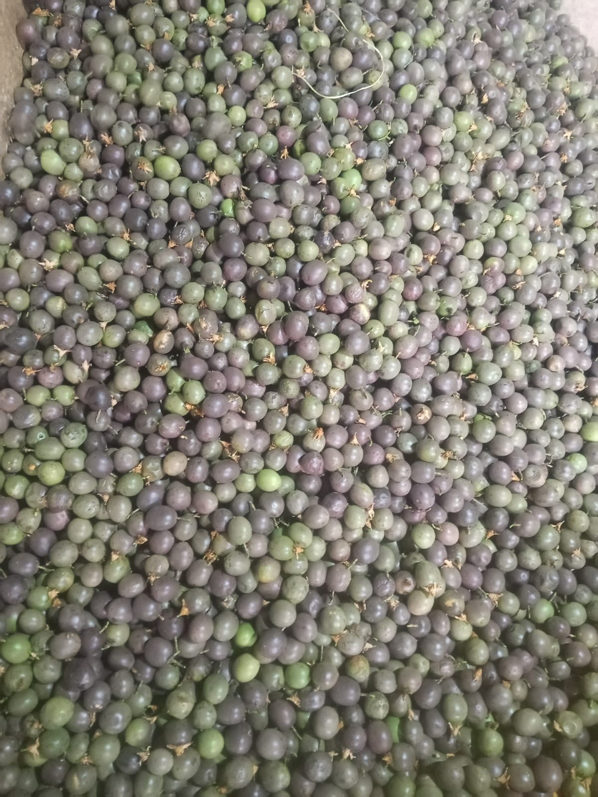 WhatsApp Image 2025-07-24 at 10.12.03 PM