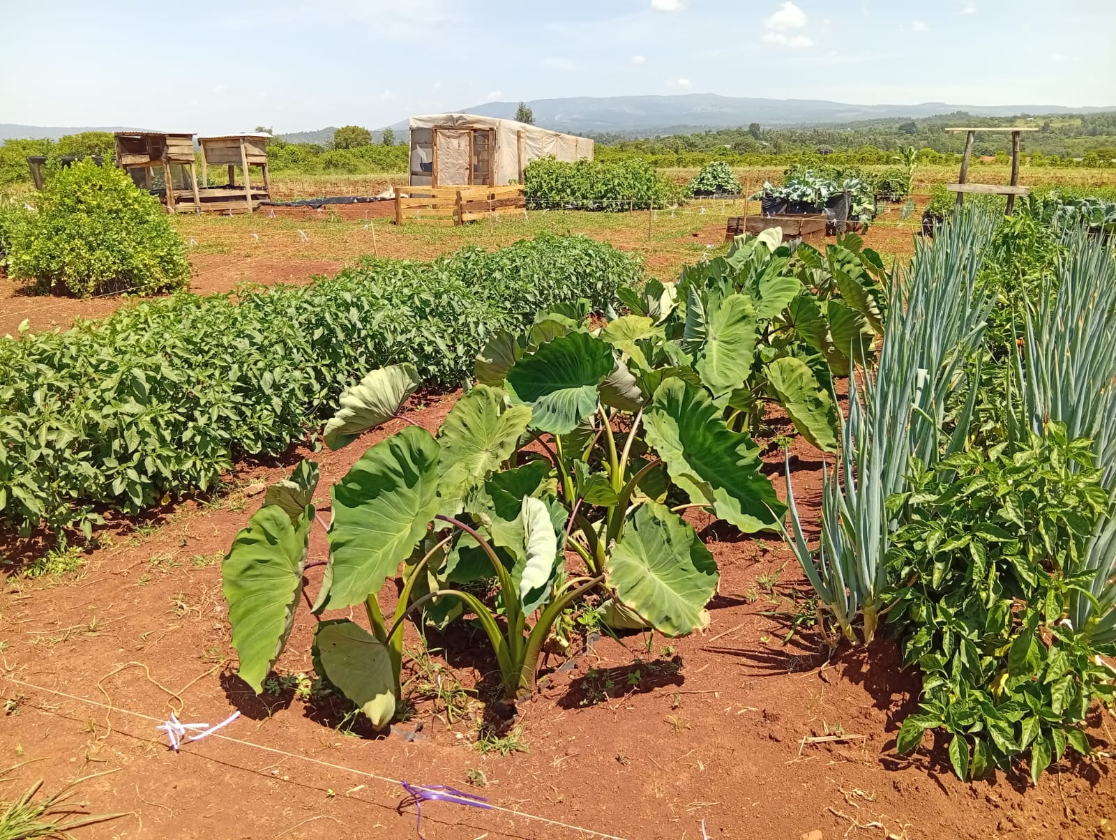 WhatsApp Image 2025-07-26 at 12.40.05 PM (1)